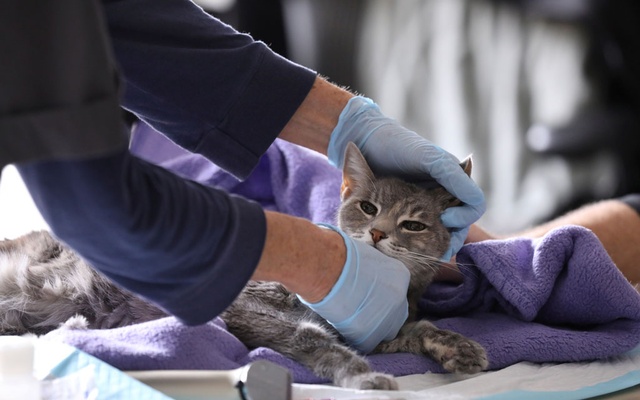 coronavirus-can-infect-cats-study-finds-prompting-who-investigation